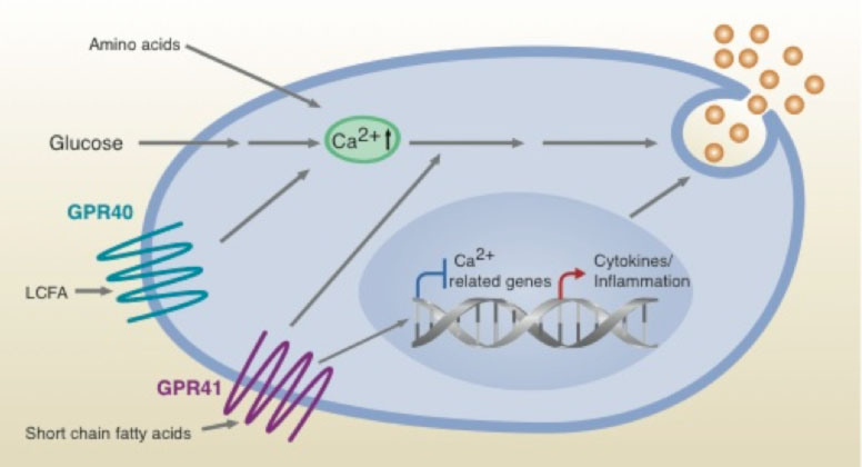 Signals Controlling Insulin Secretion Michael Walkers Lab